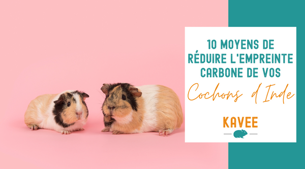 reduire impact empreinte carbone animaux domestiques cochons d inde kavee