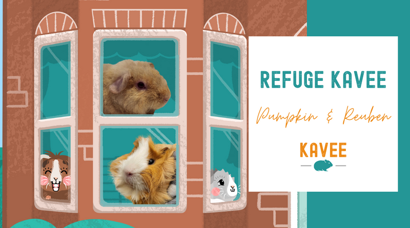 Comment le Refuge Kavee a Changé La Vie de ces Cochons d’Inde | Pumpkin & Reuben