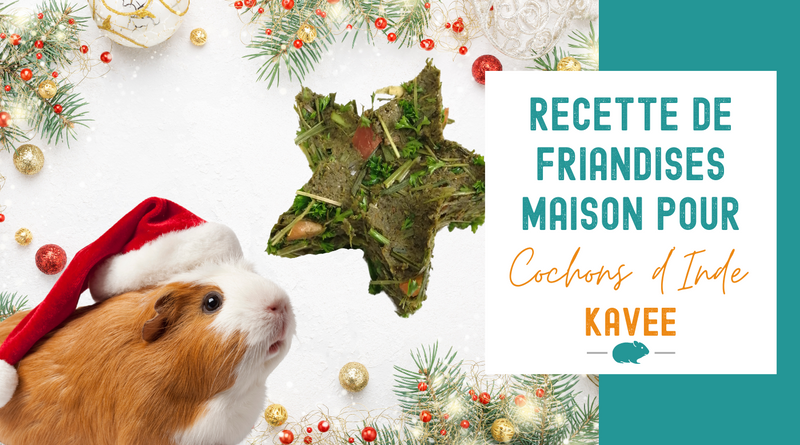 Recette Friandises de Noël pour Cochons d'Inde
