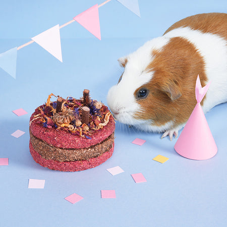 Cochon d'inde fêtant son anniversaire dans les couleurs bleu et rose pastels avec des confettis, un chapeau et une friandise gâteau Kavee