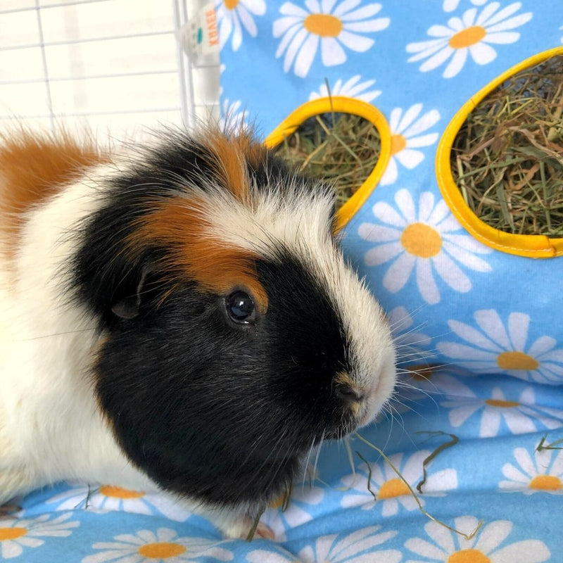 tri colored guinea pig sitting in front daisy print haybag on daisy fleece liner